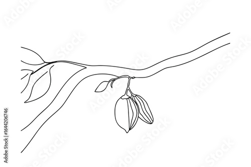 Cacao pod hanging from branch with leaves cocoa bean