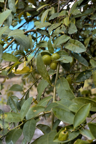 A dense arrangement of green foliage and small, round fruit resembling lime or citrus, possibly from the Rutaceae family.