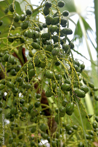 Close-up of a date palm showcasing clusters of green dates hanging amidst large, fan-shaped leaves.