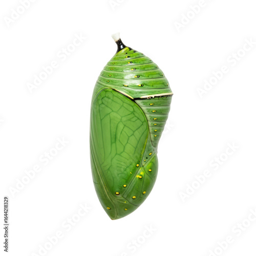 Close-up of monarch butterfly chrysalis isolated on transparent background