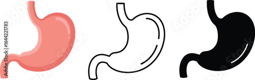 Stomach anatomy vector illustration medical health concept