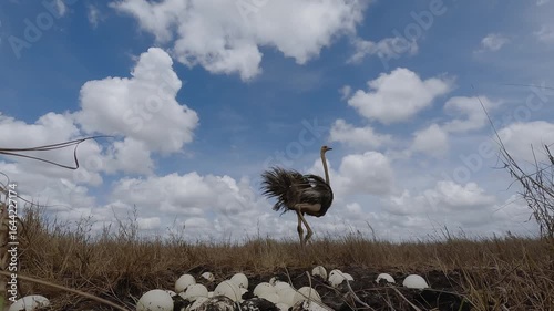 Low wide angle of a Common Ostrich (Struthio camelus) running away from a clutch of eggs in dry savannah grassland at midday in Kenya