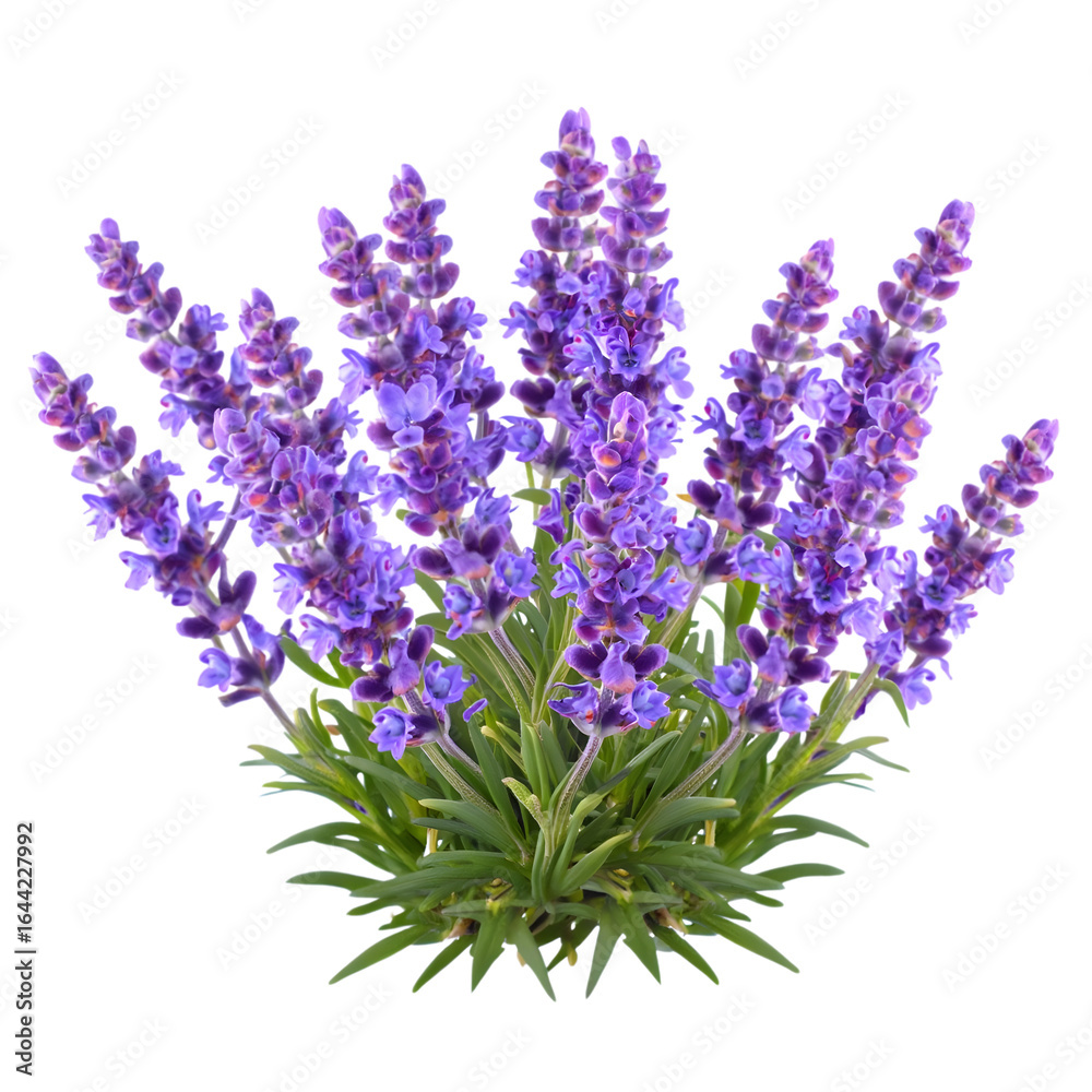 Fototapeta premium Vibrant Lavender Plant: Close-up Studio Shot of Blooming Purple Flowers and Green Creepers, Isolated on Black Background.