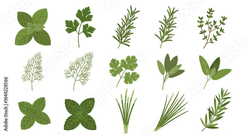 Illustration of various culinary herbs including basil parsley rosemary thyme dill cilantro sage