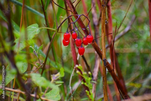 in the photo the fruits of bittersweet nightshade