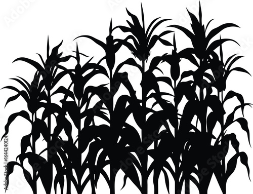 Cornfield at Harvest Silhouette | Harvest Season Vector Art