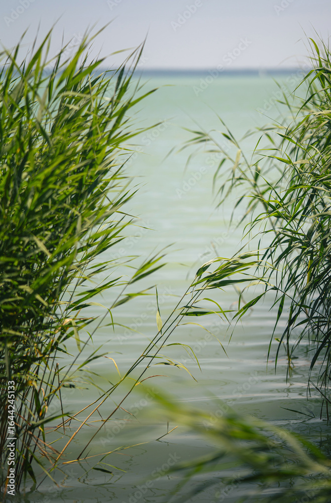 Obraz premium Summer Reeds and Calm Waters at Lake Balaton, Hungary