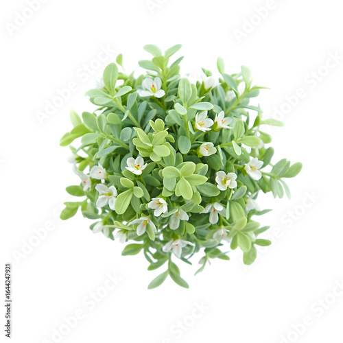 Overhead View of Lush Green Creeper Plant with Delicate White Flowers, Isolated on Black Background