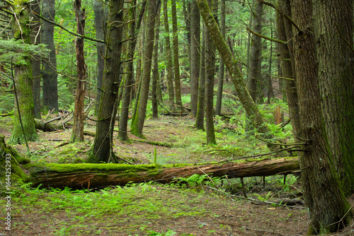 Mature eastern hemlock forest scene in Newport, New Hampshire.