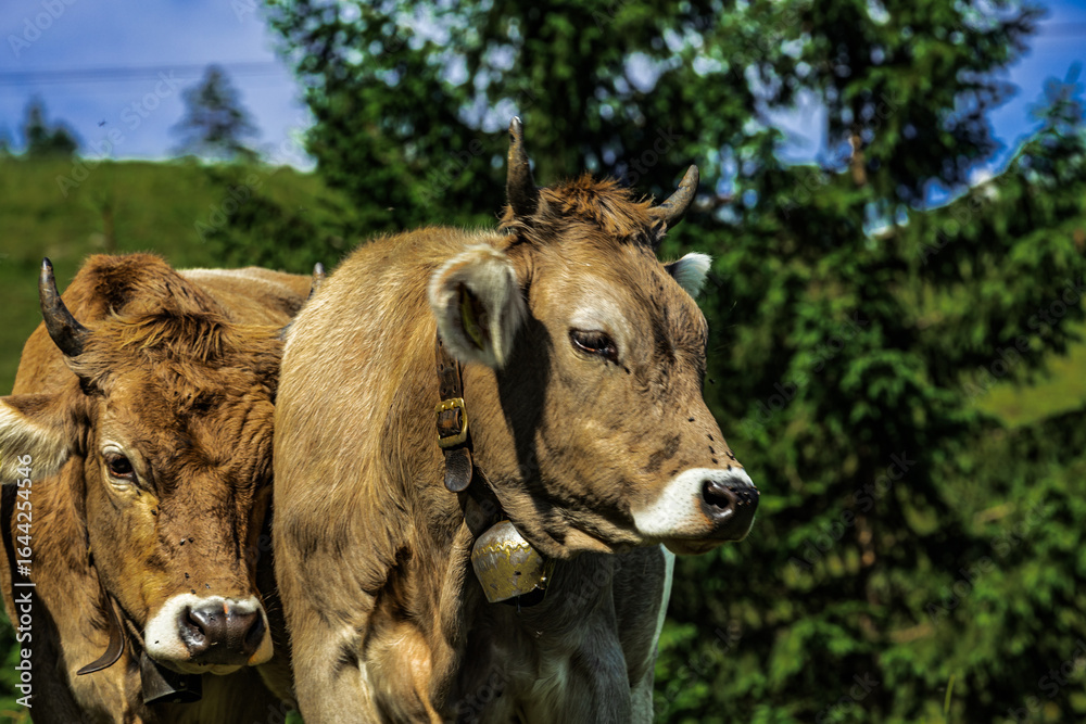 Fototapeta premium Close-up portrait of a brown Swiss cow with traditional bell standing on a green alpine meadow near Seealpsee in Appenzell, Switzerland, with evergreen forest in the background.