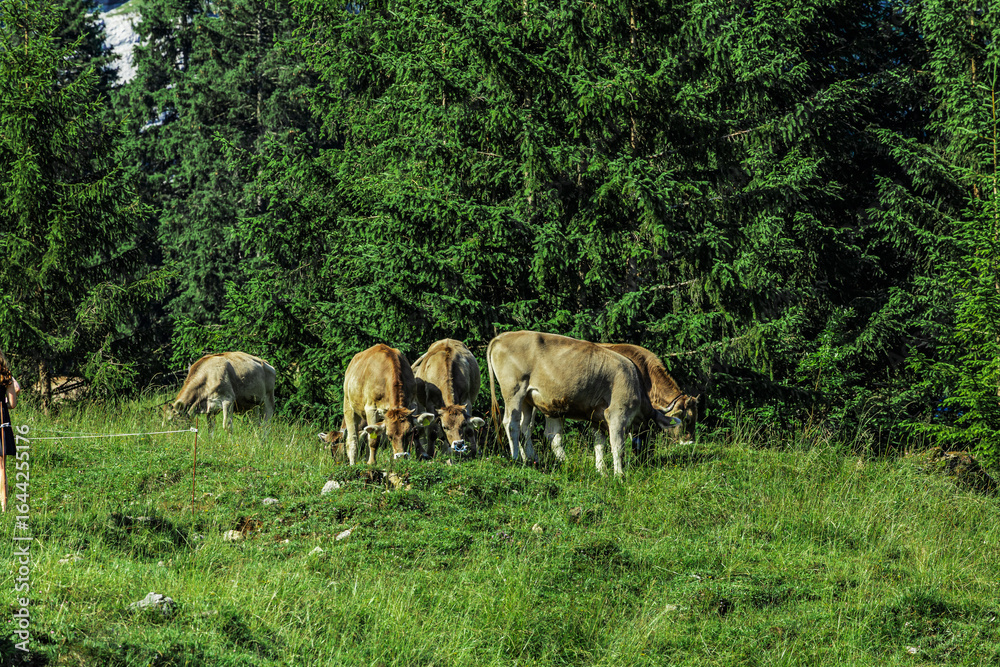 Group of brown Swiss cows grazing on lush green alpine meadow near Seealpsee in Appenzell, Switzerland, with dense evergreen forest in the background, capturing the rural charm of the Swiss Alps. Group of brown Swiss cows grazing on lush green alpine meadow near Seealpsee in Appenzell, Switzerland, with dense evergreen forest in the background, capturing the rural charm of the Swiss Alps.