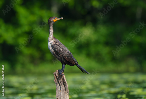 Double Crested Cormorant Sitting on a Log in a Lake, Fishers, Indiana. 