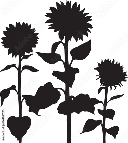 Black silhouette of sunflowers and leaves black and white