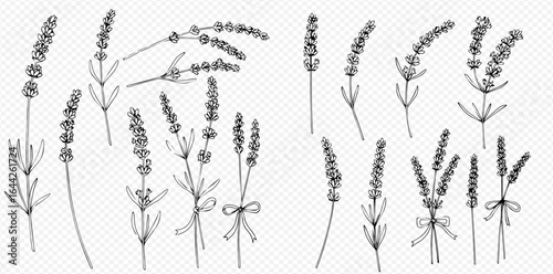Black and white drawing of lavender sprigs, some tied with ribbons, on a transparent background.