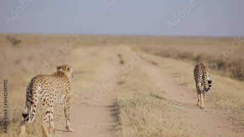 Wide gimbal tracking of pair of Cheetah (Acinonyx jubatus) running in tall dry grass in savannah in evening in Kenya