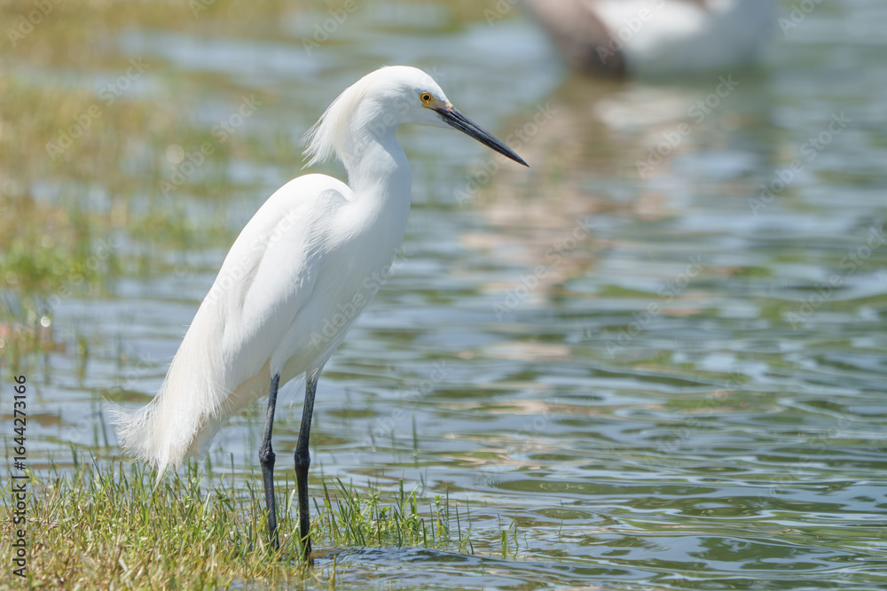 Obraz premium White Egret Sitting Bank of Lake Waiting for Prey, Summer, South Texas.