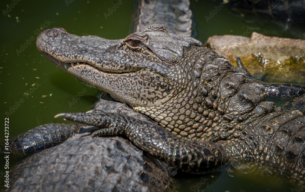 Obraz premium Closeup of an American Alligator, Spring in South Texas, 