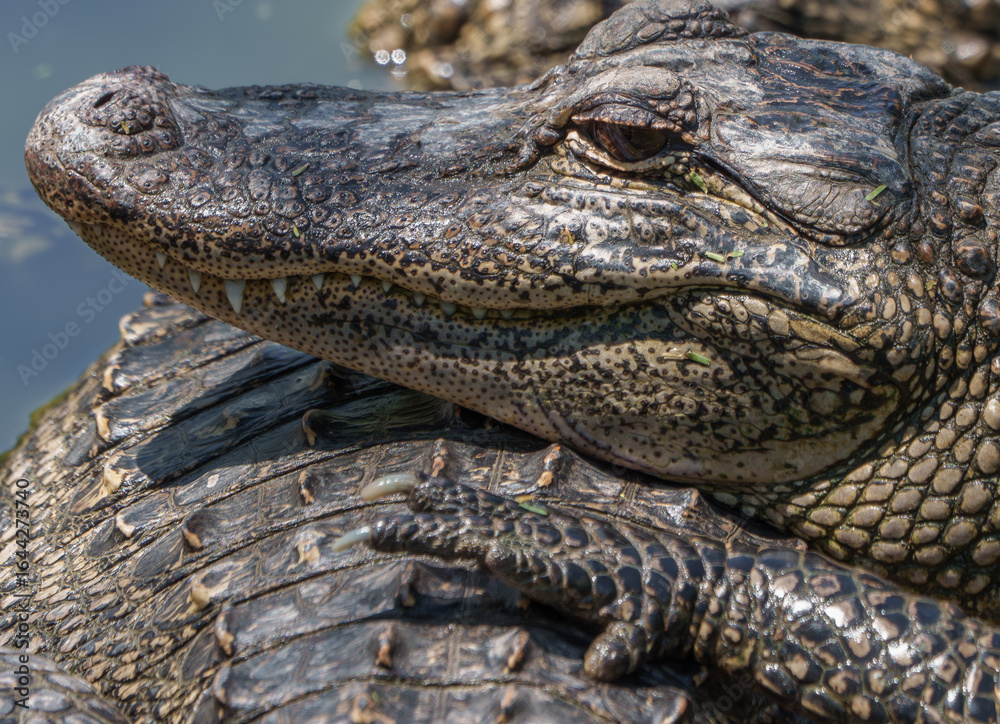 Fototapeta premium Closeup of an American Alligator, Spring in South Texas, 