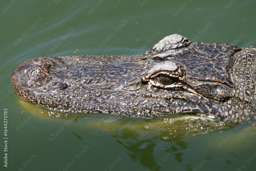 Obraz premium Closeup of an American Alligator, Spring in South Texas, 