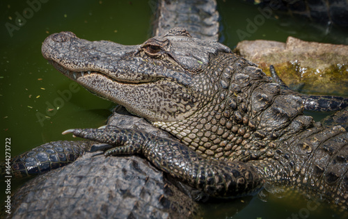 Closeup of an American Alligator, Spring in South Texas,  
