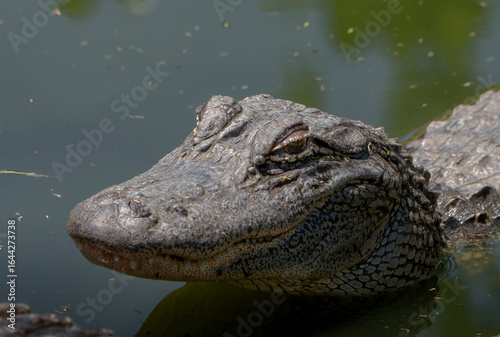 Closeup of an American Alligator, Spring in South Texas,  