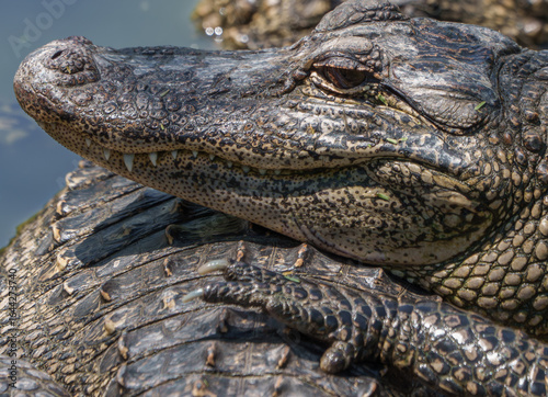Closeup of an American Alligator, Spring in South Texas,  