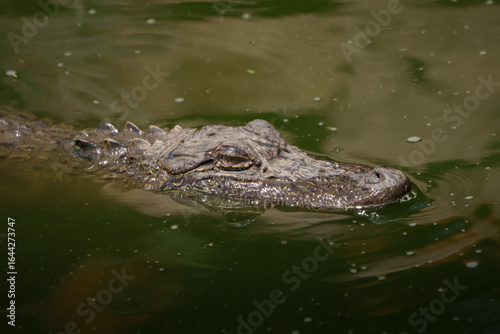 Closeup of an American Alligator, Spring in South Texas,  
