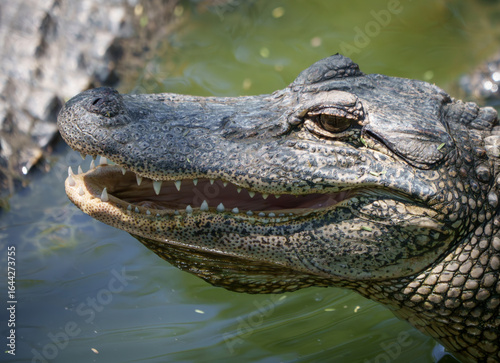 Closeup of an American Alligator, Spring in South Texas,  