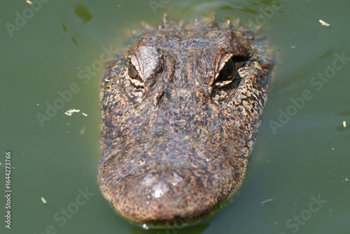 Closeup of an American Alligator, Spring in South Texas,  
