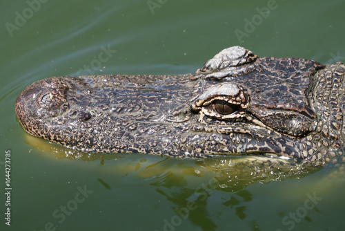 Closeup of an American Alligator, Spring in South Texas,  