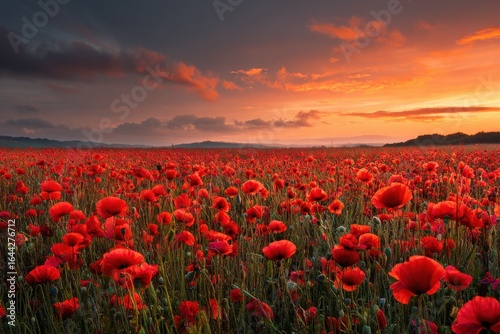 Serene Sunset Over a Vibrant Field of Poppies, a Captivating Display of Nature's Beauty at Golden Hour.