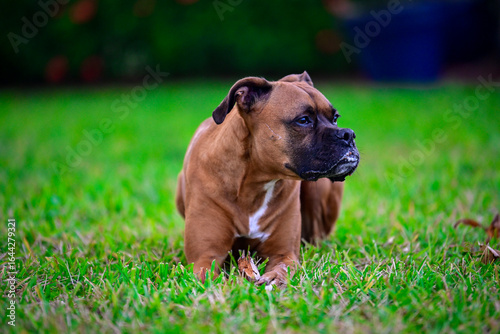 Boxer looking away relaxing in the yard