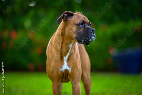 boxer dog portrait