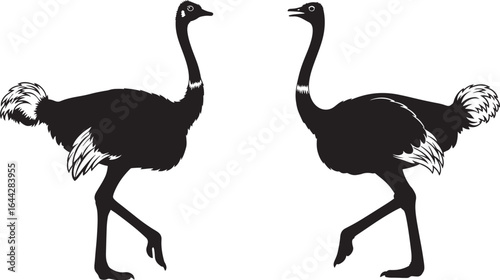 Vector art of two ostriches walking, isolated on white background