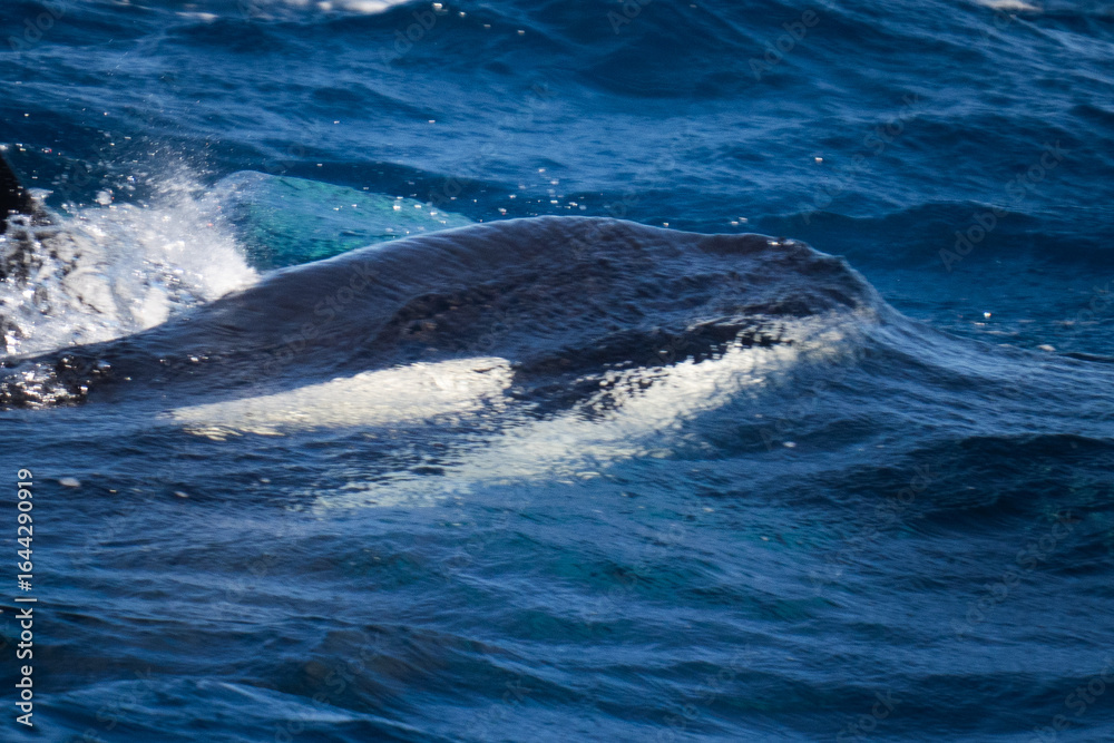 Naklejka premium underwater orca