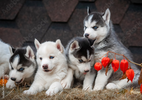Cute little husky pups