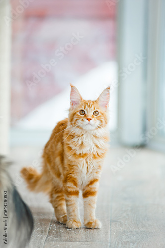 Cute orange red haired maine coon kitten