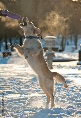 Youg golden retriever cathi...