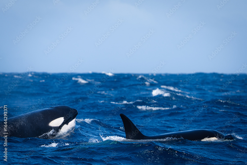 Fototapeta premium Orcas Hunting