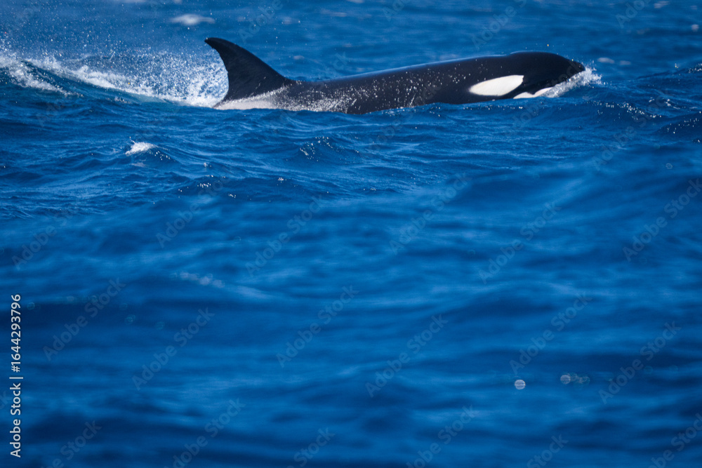 Fototapeta premium Wild orca