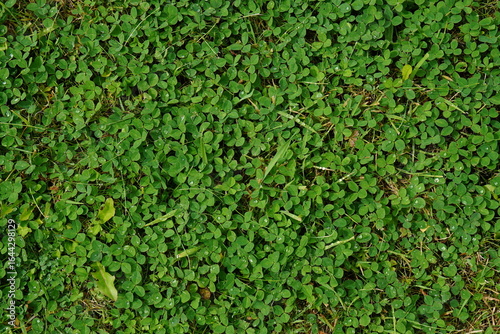 green grass background