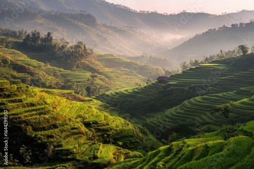 Verdant rice terraces bathed in warm morning glow with scattered mist.