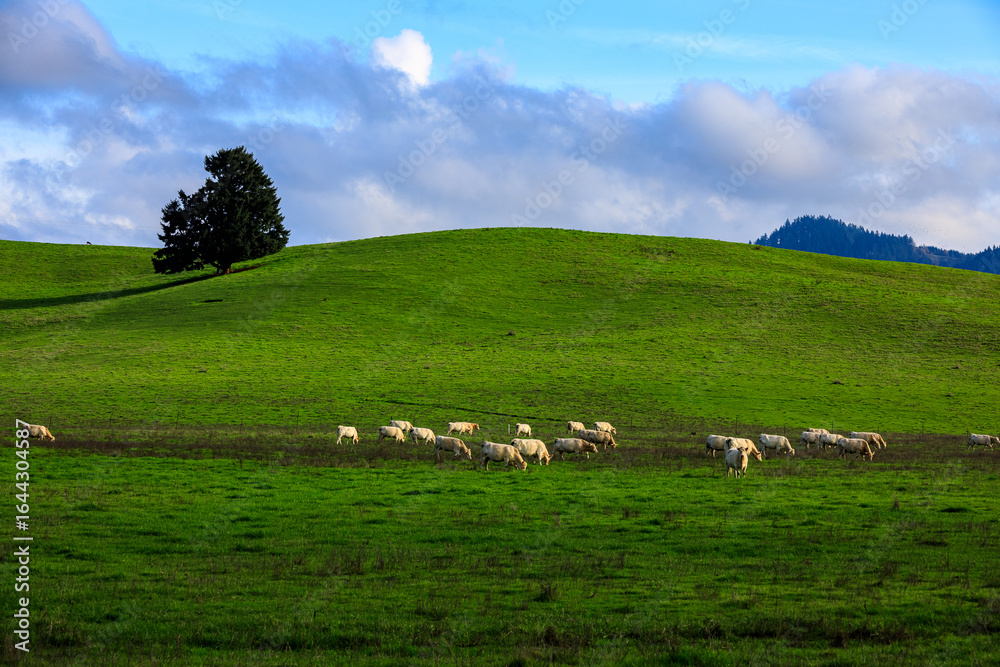 Fototapeta premium Peaceful Pastoral Scene with Livestock in Open Field