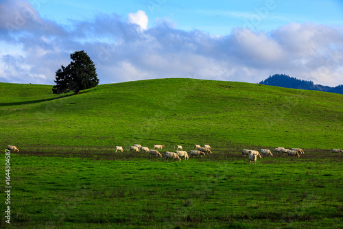 Peaceful Pastoral Scene with Livestock in Open Field