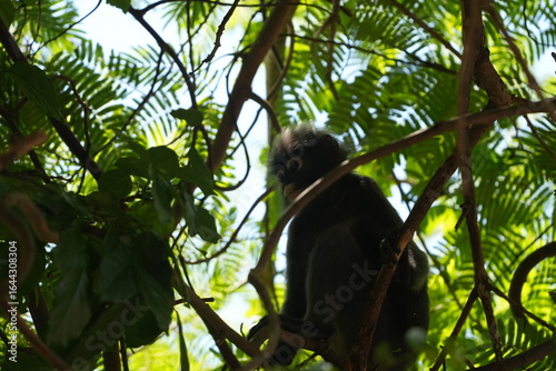 monkey