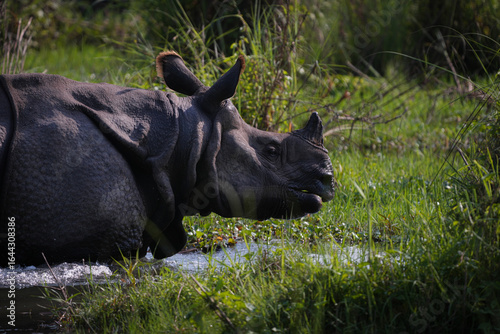 rhino in the grass