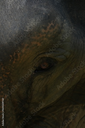 elephant eyes