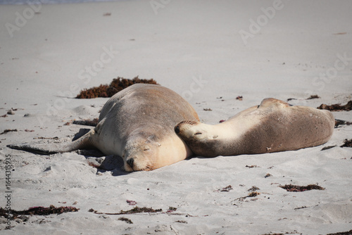 seal on the beach