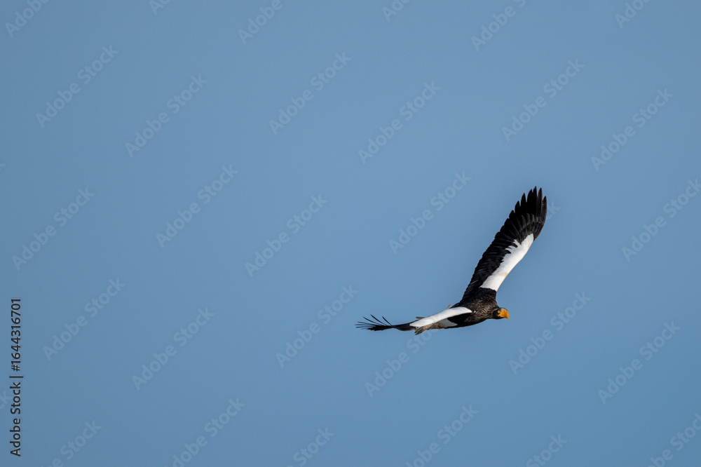 Obraz premium 青空を飛翔するオオワシ