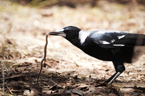 Magpie eating snake